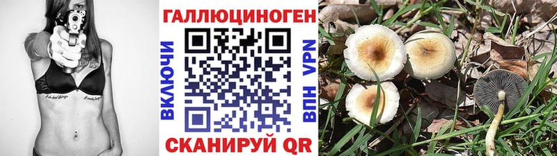наркота  Белая Холуница  Галлюциногенные грибы Psilocybine cubensis 